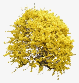Flower Bush Png - Yellow Bush Png, Transparent Png, Free Download