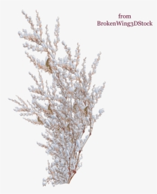 Transparent Snow Tree Png - Plants With Snow Png, Png Download, Free Download