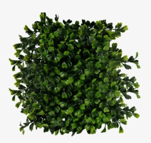 Bushes Png Images Free Download, Bush Png - Plant Png Top View, Transparent Png, Free Download