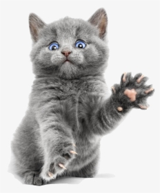 Blue Cute Kitty Ragdoll Bengal Burmese Kitten Clipart - Cute Blue Russian Cat, HD Png Download, Free Download