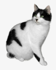 Cat Png - Black And White Cat Png, Transparent Png, Free Download