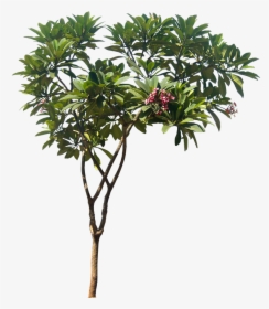 Transparent Tropical Tree Clipart - Plumeria Tree Png, Png Download, Free Download