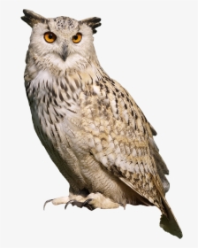 Owl Sitting Png Image - Sitting Eagle Hd Png, Transparent Png, Free Download
