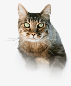 Scarry Cat Png - Cat Swimming Transparent Background, Png Download, Free Download