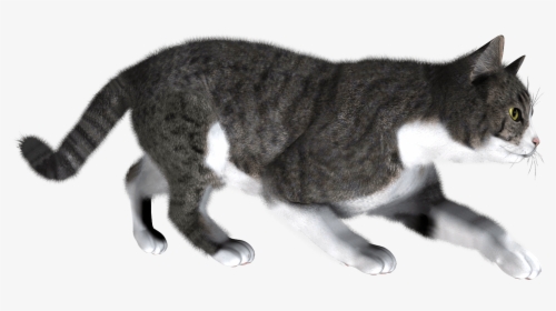 41 Cat Png Image Download Picture Kitten - Cat Walking Transparent Background, Png Download, Free Download