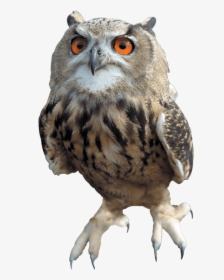 All Harry Potter Owls, HD Png Download, Free Download