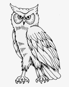 Transparent Png Owl, Png Download, Free Download