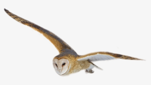 Barn Owl Png Image - Great Grey Owl, Transparent Png, Free Download