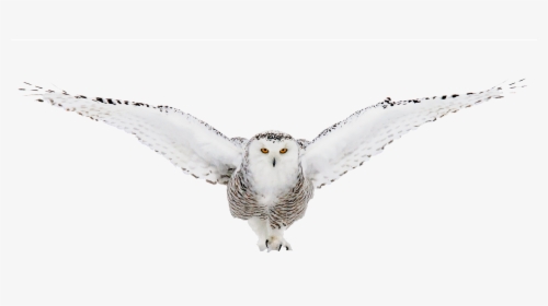 Snow Owl Png - Snowy Owl, Transparent Png, Free Download