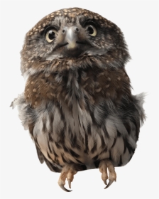 Pygmy Owl Transparent Png Image - Pygmy Owl Transparent Background, Png Download, Free Download