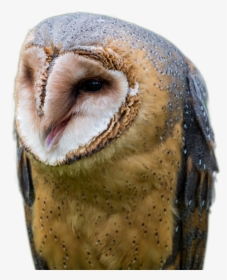Screech Owl, HD Png Download, Free Download