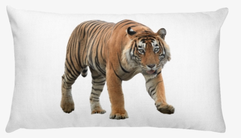 "  Class="lazyload Lazyload Mirage Cloudzoom Featured - Indian Tiger Images With White Back Ground, HD Png Download, Free Download
