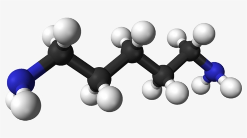 Putrescine And Cadaverine, HD Png Download, Free Download