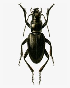 Sphodrus Goliath Jacobson - Weevil, HD Png Download, Free Download