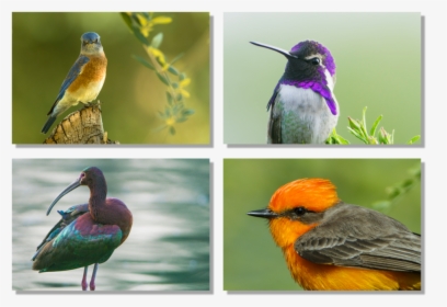 Colorful Birds - Rufous Hummingbird, HD Png Download, Free Download