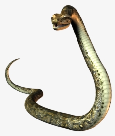 Snake Tail Png - Snake Gif Transparent Background, Png Download, Free Download