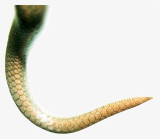 Serpent, HD Png Download, Free Download