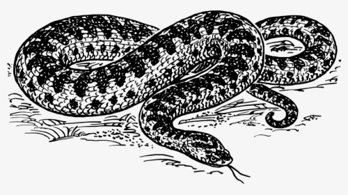 Anaconda Clipart Black And White, HD Png Download, Free Download