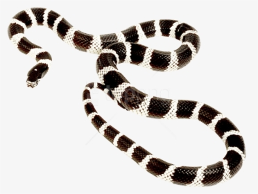 Animal,common Kingsnake,elapidae,tail - Post Malone Goodbyes Cover, HD Png Download, Free Download