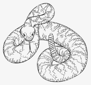 Diamondback Rattlesnake Line Drawing, HD Png Download, Free Download