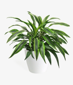 Houseplant, HD Png Download, Free Download