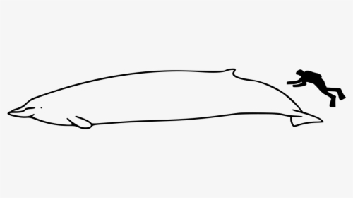 Whale Size, HD Png Download, Free Download
