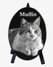Tabby Cat, HD Png Download, Free Download