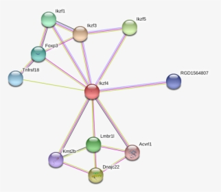 Ikzf4 Protein, HD Png Download, Free Download