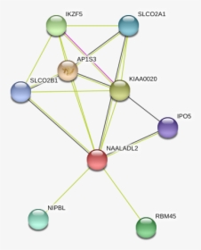 Naaladl2 Protein, HD Png Download, Free Download