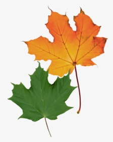 Acer Saccharum Balista - Maple Leaf, HD Png Download, Free Download