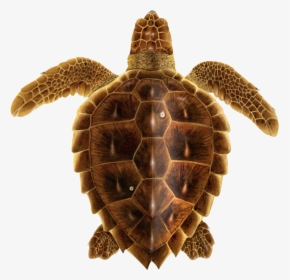 Juvenile Loggerhead Sea Turtle, HD Png Download, Free Download