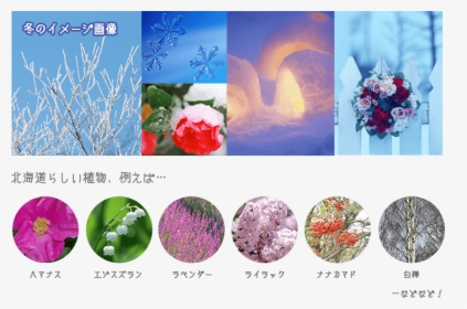 Geranium, HD Png Download, Free Download