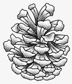 Rayphotoco 2019 Illustration Pinecone2 Transparent - Line Art, HD Png Download, Free Download