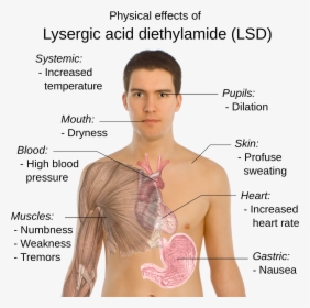 Does Lsd Affect The Body, HD Png Download, Free Download
