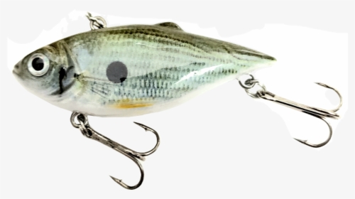 American Gizzard Shad, HD Png Download, Free Download