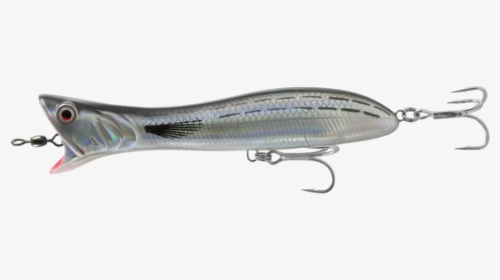 Fish, HD Png Download, Free Download