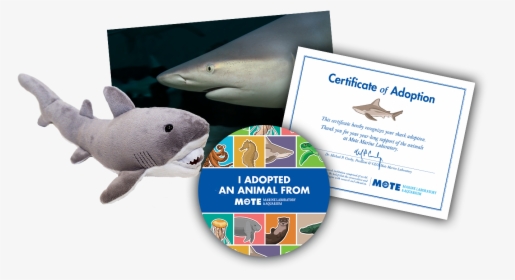 Items Included In Buddy Package - Great White Shark, HD Png Download, Free Download