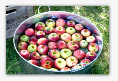 Bobbing For Apples, HD Png Download, Free Download
