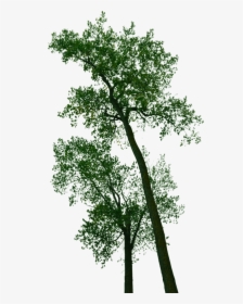 Free Png Pictures For Personal And Commercial Use - Pond Pine, Transparent Png, Free Download