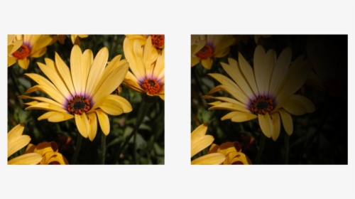 Image - - - /art/civignetteeffect - Pdf - African Daisy, HD Png Download, Free Download