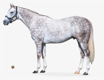 Flashback Conformation - Foal, HD Png Download, Free Download