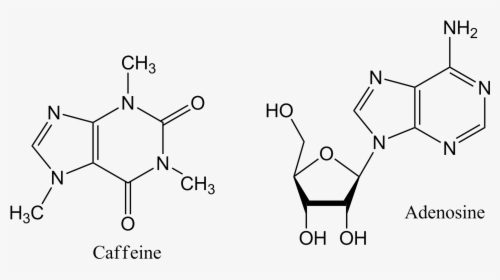 Caffeine And Adenosine - Adenosine And Caffeine Structure, HD Png Download, Free Download