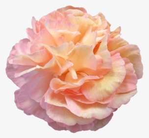 Peach Peony Png, Transparent Png, Free Download