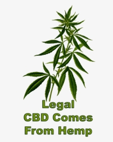 Legal Cbd Comes From Hemp - Transparent Marijuana Plant Clipart, HD Png Download, Free Download