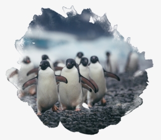 Gentoo Penguin, HD Png Download, Free Download