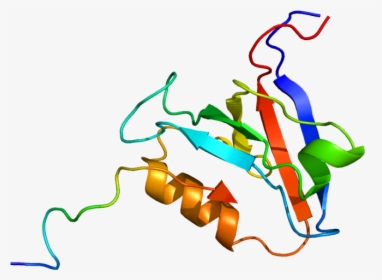 Protein Ptpn13 Pdb 1d5g - Graphic Design, HD Png Download, Free Download
