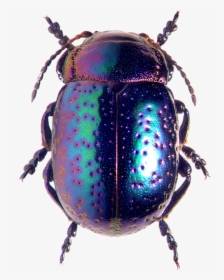 Blue And Purple Beetle, HD Png Download, Free Download