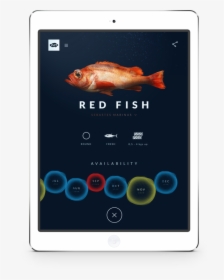 Wetfish Website On Ipad - Goldfish, HD Png Download, Free Download
