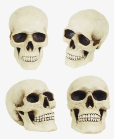 Human Skull Cheekbones, HD Png Download, Free Download