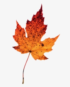 Maple Leaf Photography Autumn Leaves Clip Art - Photography Of Autumn Leaf, HD Png Download, Free Download